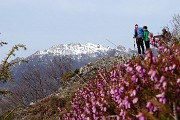 13 Erica carnea in fiore con vista in Resegone